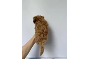 adorable Maltipoo en Los Angeles