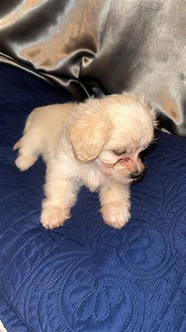 $350 : Shipoo puppies image 1