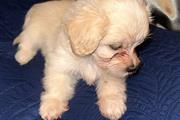 Shipoo puppies en Los Angeles