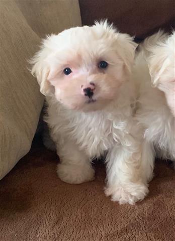 $600 : Maltese puppies for Rehoming. image 4