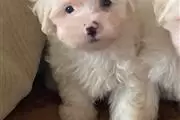 $600 : Maltese puppies for Rehoming. thumbnail