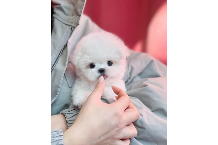 $350 : Bichón image 2