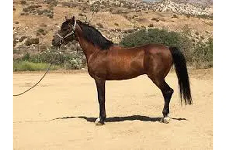 $2875 : "Mario" Gelding Arabian image 1