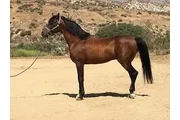 $2875 : "Mario" Gelding Arabian thumbnail
