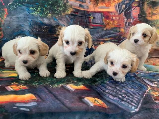 $350 : Hermosos cachorros de Cavachon image 1