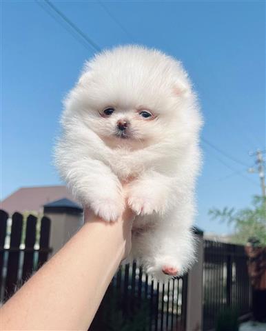 $500 : Pomeranian puppies image 5