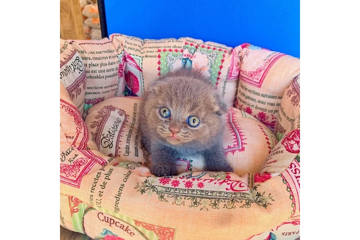 $240 : Maravilloso Scottish Fold image 1