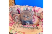 Maravilloso Scottish Fold en Miami