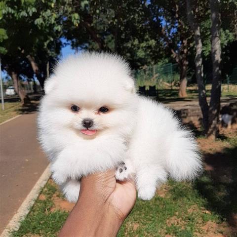 $300 : Pomeranian puppies and french image 2