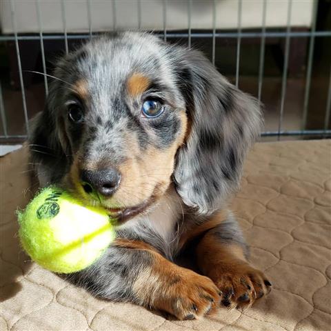 Mini Dachshund Puppies | AKC image 1