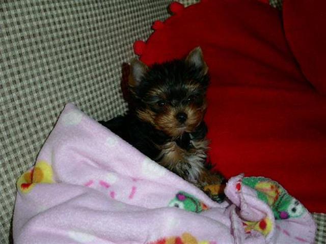 $800 : t-cup yorkie pups +13157912128 image 1