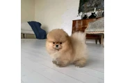 $750 : Xmas Pomeranian Puppie - Ready thumbnail