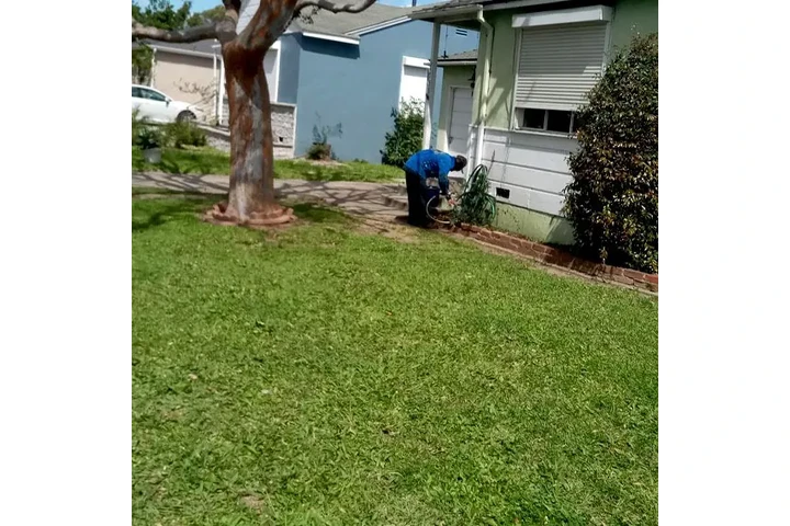 Professional Tree & Lawn Care image 7