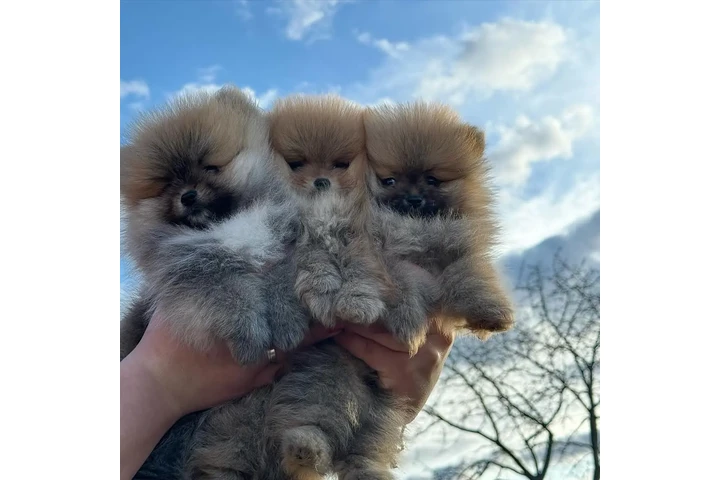 $500 : Lindos Cachorros de Pomerania image 3