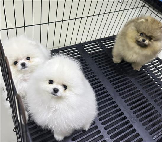 $470 : peter  pom  puppies image 2