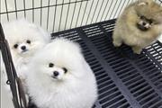 $470 : peter  pom  puppies thumbnail