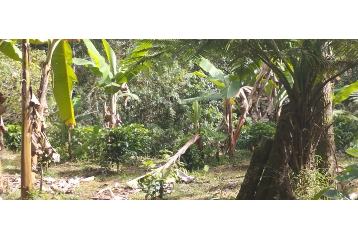 Venta de Finca en Supata image 10