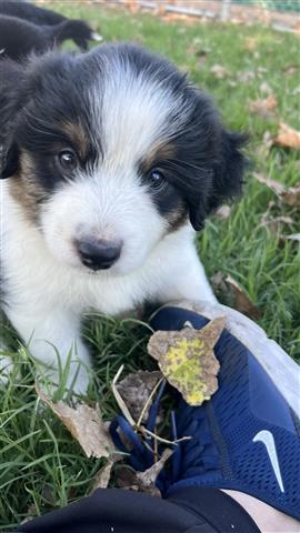 $200 : mini Australian shepherd image 5