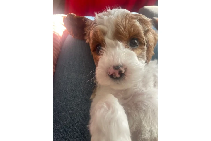 $1800 : Australian Labradoodles image 5