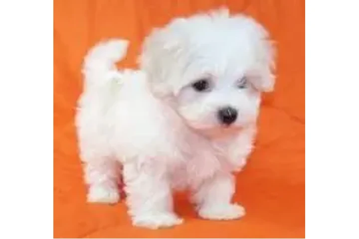 $1900 : Home raised maltese puppies image 1