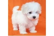 Home raised maltese puppies en Tucson