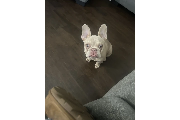 $2500 : Frenchie female image 3