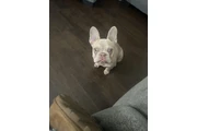 $2500 : Frenchie female thumbnail
