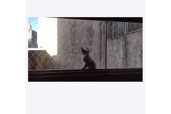 Redes de Protección Cuidemos image 8