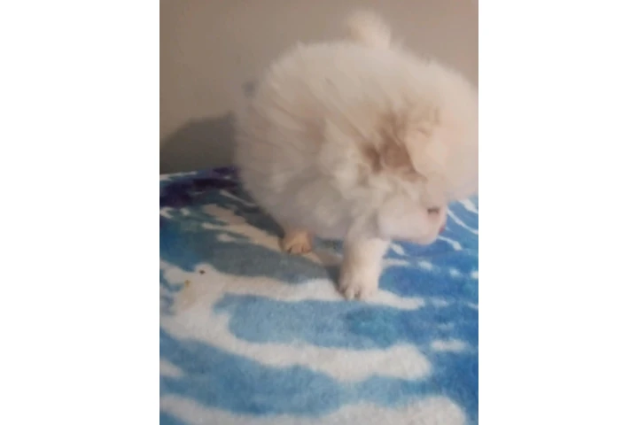 🐾 Hermosas PERRITAS en VENTA image 2