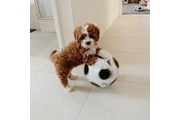 MALTIPOO PUPPIES en Guayama