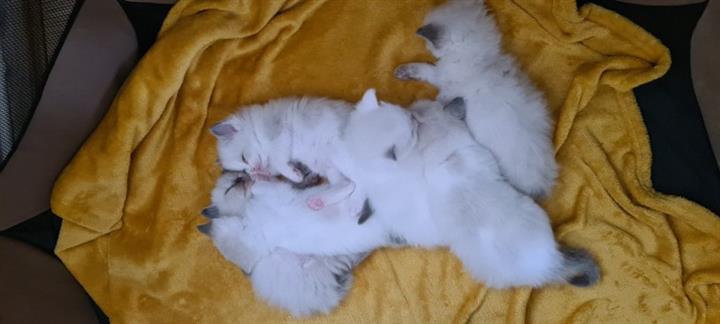 $300 : Cute Ragdoll Kittens Available image 2