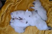 $300 : Cute Ragdoll Kittens Available thumbnail