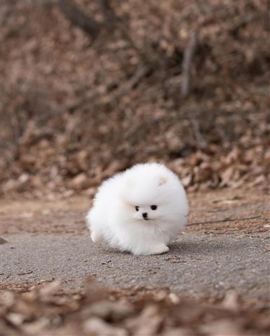 $300 : Pomeranians puppies for sale image 4