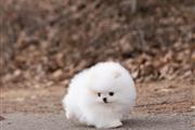 $300 : Pomeranians puppies for sale thumbnail