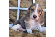 Puppies 🐶 For sales en Fort Lauderdale