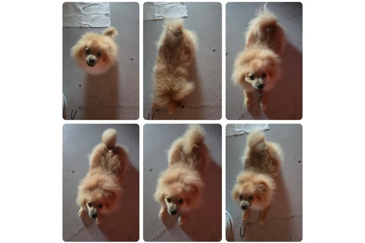 $200 : Tengo diferentes razas image 2