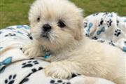 Cachorrito ShihTzu