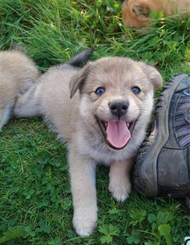 $400 : Cachorros Pomsky disponibles image 1