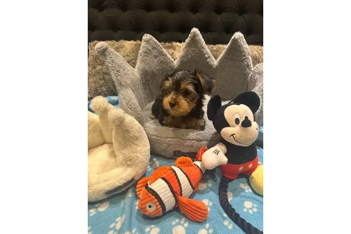 $1500 : Adorable Purebred Yorkshire image 3