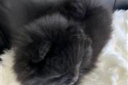 $1600 : Macho Pomeranian thumbnail