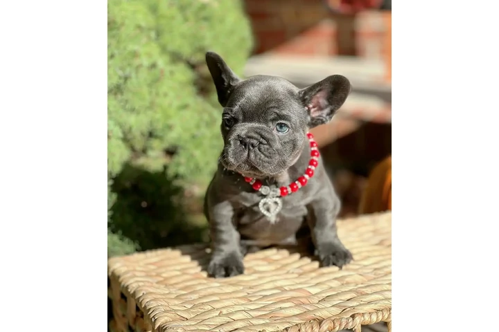 $400 : Chihuahua puppy and French bul image 3