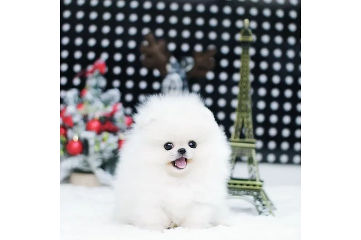 $250 : Pomeranian Chihuahua French image 7