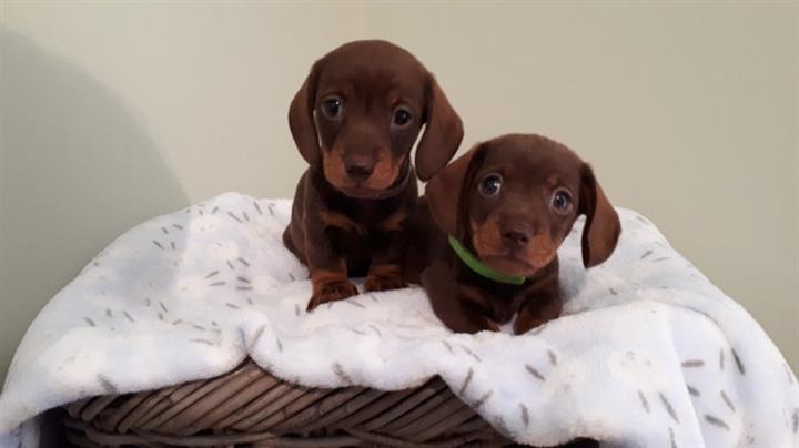 cachorros de Dachshund image 1