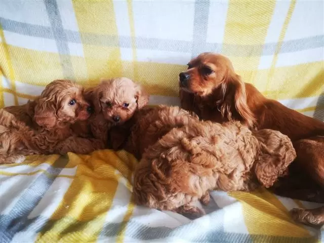 $420 : Adorable Cavapoo puppies image 2