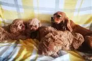 $420 : Adorable Cavapoo puppies thumbnail