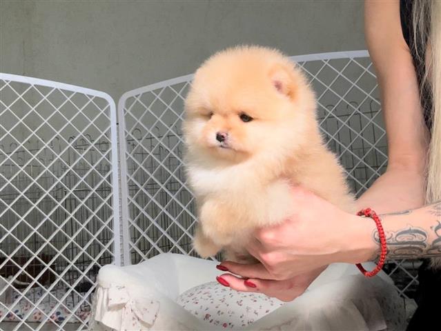 $300 : Pomeranian puppies image 1