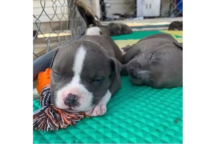 $350 : Cachorros de pitbull image 1