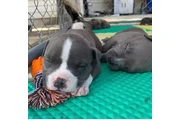Cachorros de pitbull en Atlanta