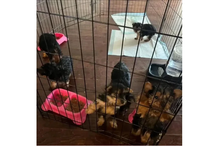 $350 : Cachorros yorkie taza de té image 1