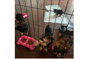 Cachorros yorkie taza de té en Columbia